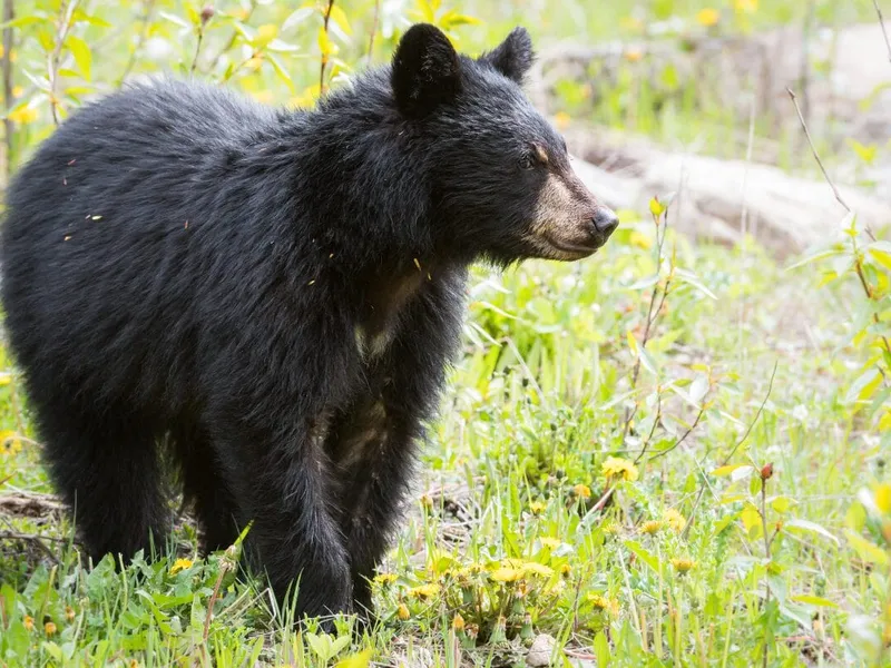 Alertă de urs la Sinaia. La Bușteni, se plimbă pe o stradă - Foto: wildlife alerts (imagine cu caracter ilustrativ)