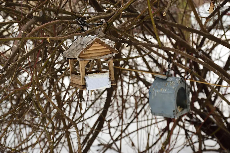 Casă pentru păsări - Foto: Magnific.com (Imagine cu rol ilustrativ)