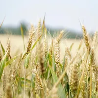 2 milioane de hectare de culturi din România sunt afectate de secetă. Când se dau subvențiile? foto: Pexels (fotografie cu caracter ilustrativ)
