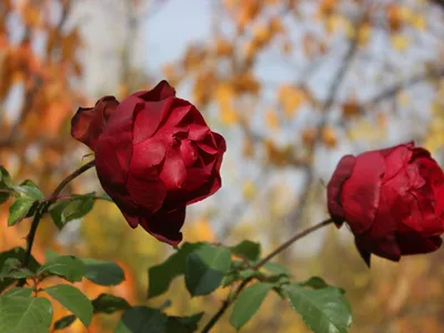Trandafiri toamna - Foto: Pexels (Imagine cu rol ilustrativ)