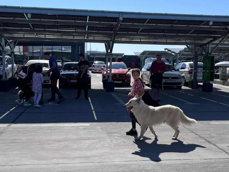 Premieră în România: LIBER la mers cu câinii în mall! Veste grozavă pentru iubitorii de animale! - FOTO: arhiva(imagine cu rol ilustrativ)