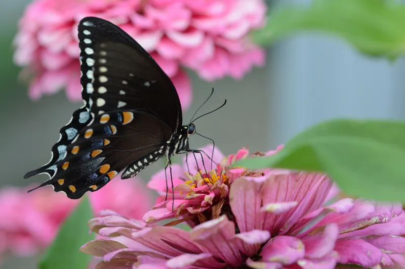 Fluturi Foto: Freepik (imagine cu rol ilustrativ)