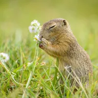 Popândăul european, specie pe cale de dispariție, a ajuns în atenția Tribunalului Iași - Foto: ZiaruldeIasi.ro (imagine cu caracter ilustrativ)