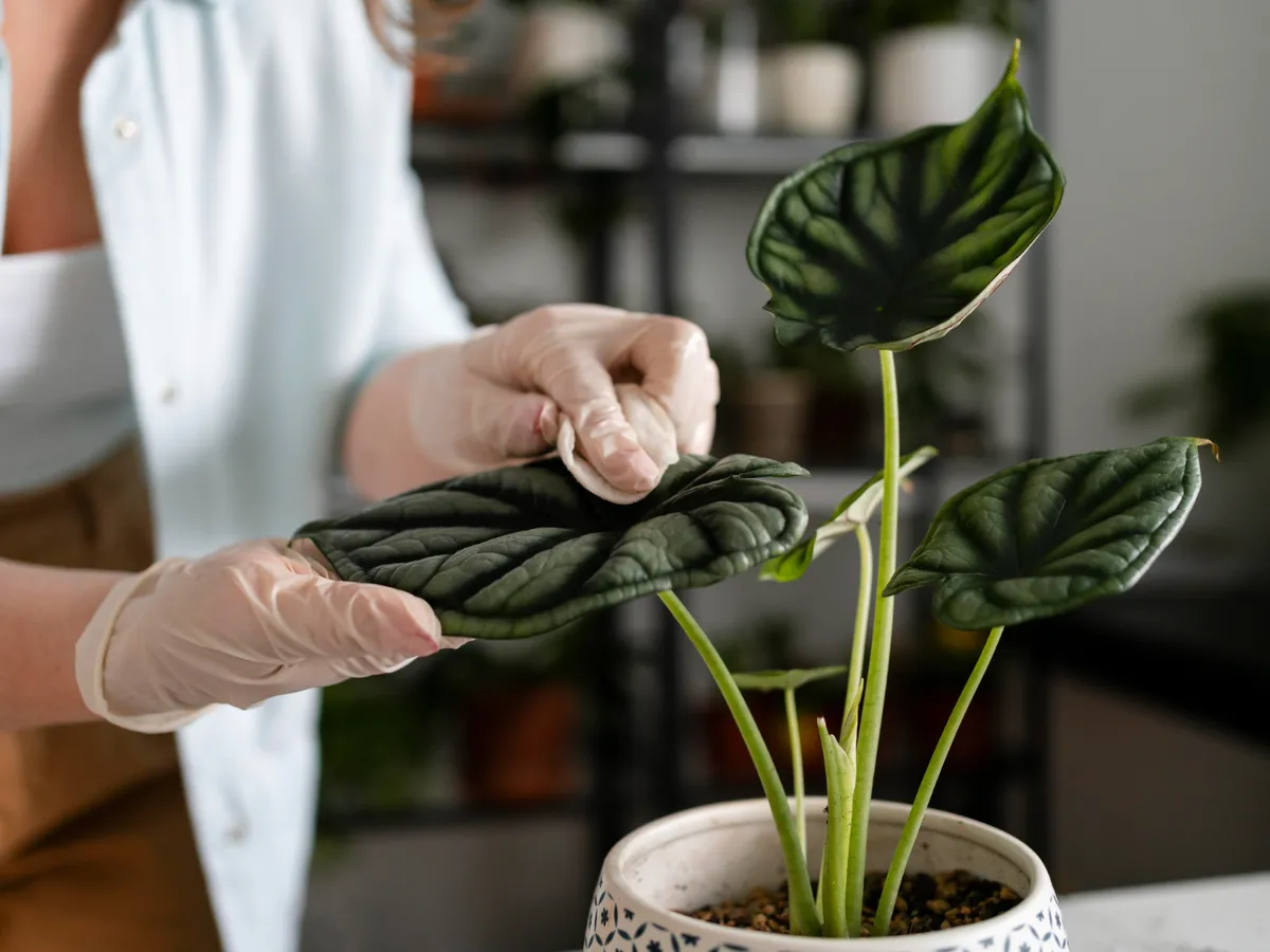 Plante Foto: Freepik (imagine cu rol ilsutrativ)