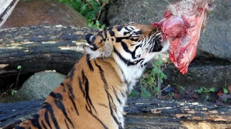 O grădină zoologică cere publicului animale de companie ca hrană pentru carnivore