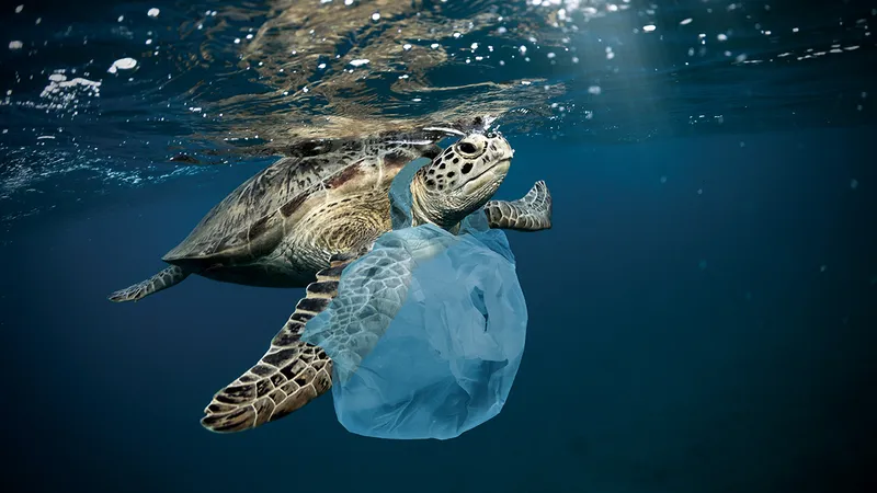 UCIGAȘUL TĂCUT
Sticlele de plastic și pungile de cumpărături ajung în oceane și sunt mortale pentru viața marină