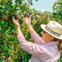 Fructul zilei care te scapă de riduri și te menține tânără. Îți face gura neagră complet - Foto: Profimedia Images (imagine cu rol ilustrativ)