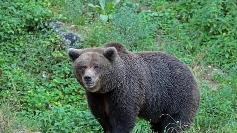 Ministrul Mediului, după atacul de la Predeal: Orice urs care pune în pericol viaţa omului, împuşcat - Foto: Profimedia Images (Imagine cu rol ilustrativ)