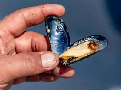 Sute de kilograme de midii fără acte, descoperite în Portul Constanţa Foto: profimediaimages.ro