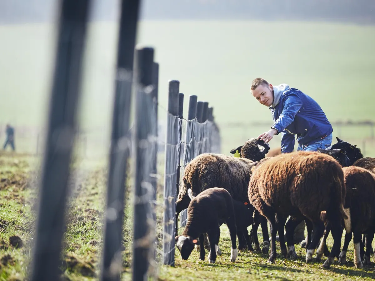 Ciobanii amenință cu protest din cauza blocajelor la export și deciziilor sanitar-veterinare