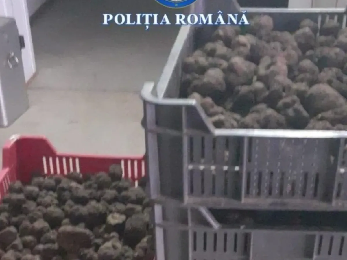 Amenzi uriașe! Garda de Mediu lovește dur: aproape 2 milioane lei pentru trufe și fructe de pădure