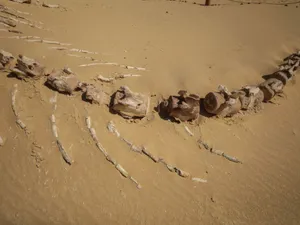 Fosila unei balene este vizibilă la Wadi El-Hitan (Valea Balenelor), în Sahara, Egipt - Foto: Profimedia Images