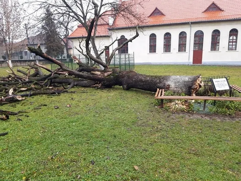 „Gorunul lui Zian”, plantat de Arsenie Boca în liceu, la Brad, s-a prăbușit din senin. / Foto: news.ro