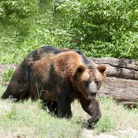 Un cioban din Hunedoara a fost atacat și mușcat de față de un urs. / Foto: adevarul.ro