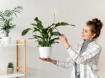 Produsul din dulap care îți menține plantele proaspete și verzi. Te protejează și de țânțari - Foto: Freepik (imagine cu rol ilustrativ)