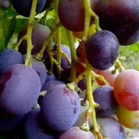 Cum recunoști cel mai bun strugure de masă? - Foto: Picnio/Bicanski/CC0