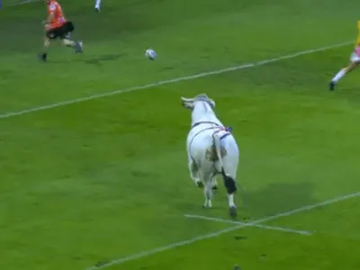 Taurul care a alergat jucătorii la un meci de rugby din Paris - Foto: Digi24