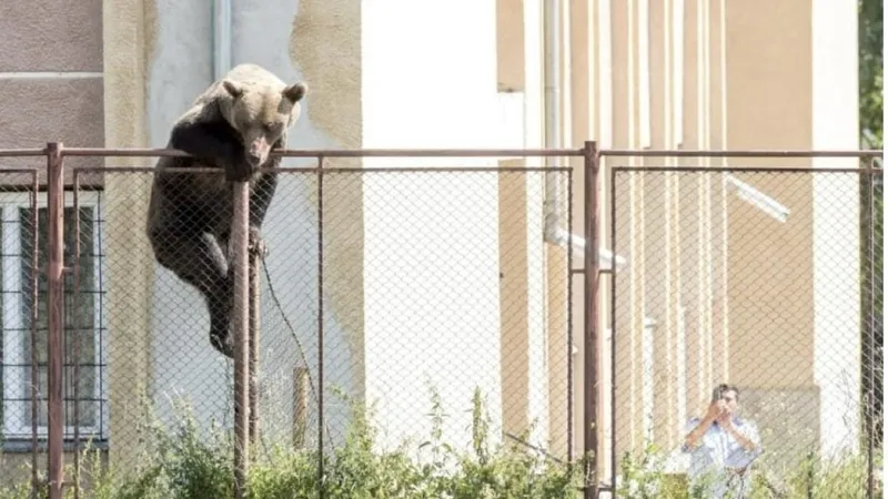 Un urs a fost împuşcat după ce s-a apropiat la câţiva metri de un liceu din Miercurea Ciuc - Foto: observator