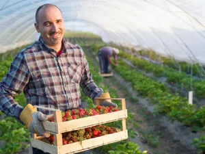 Românii care muncesc sezonier în Germania ar putea avea salariu mai mic. Care e motivul? - Foto: Freepik (rol ilustrativ)