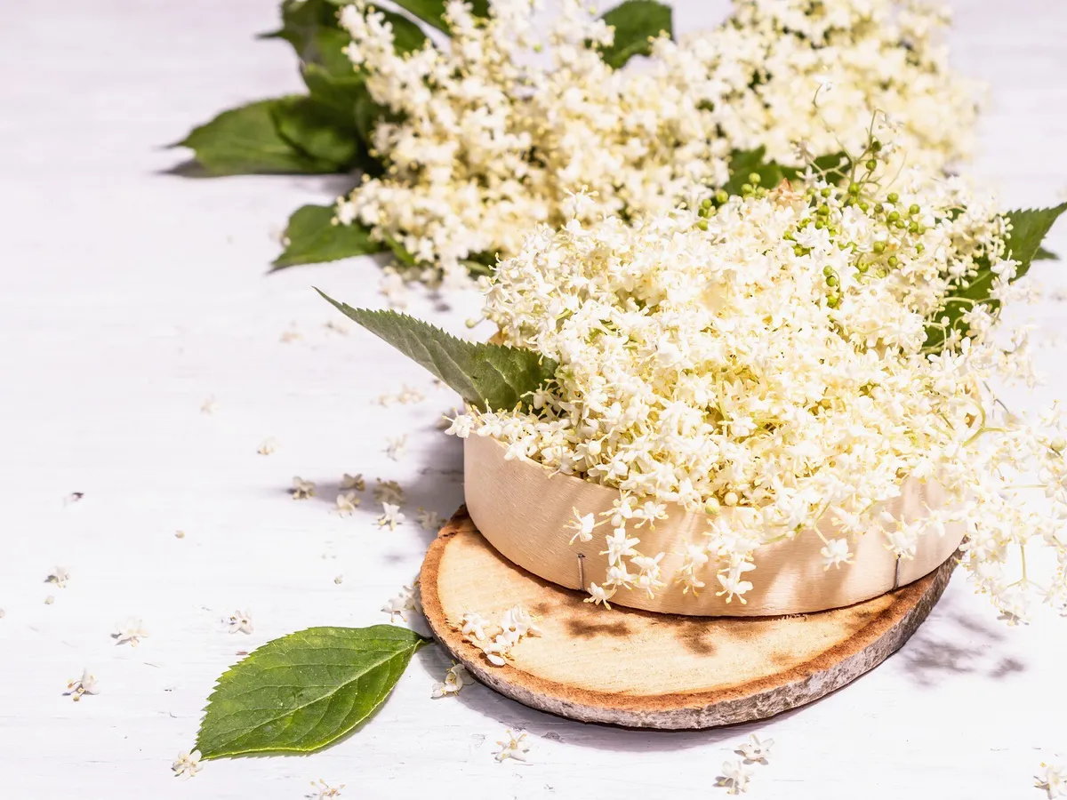 Planta de sezon din pădure care îți curăță colonul și detoxifică organismul. Plin de vitamine - Foto: Freepik (imagine cu rol ilustrativ)