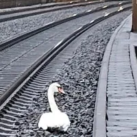 Lebăda aflată în doliu/FOTO: Twitter/Bundespolizei