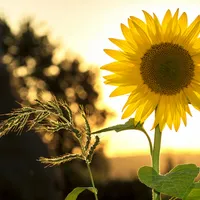 Ce subvenții au fost tăiate anul acesta de pe listă? Agricultorii trebuie să știe ultimele schimbări Foto: Pexels (fotografie cu caracter ilustrativ)