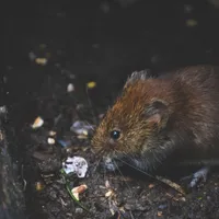 Șoarecii au ocupat și închisorile australiene. FOTO: Pexels.com