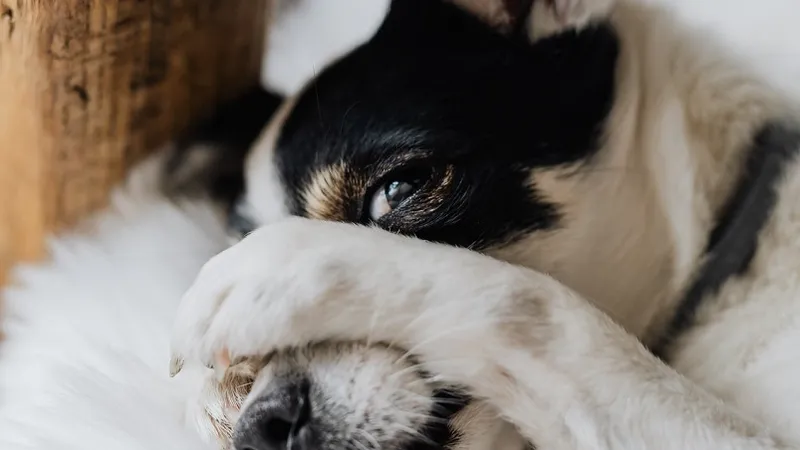 Foto: Karolina Grabowska/ Pexels