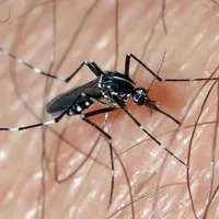 Vectorul febrei dengue ameninţă iar România, a fost văzut în mai multe judeţe din ţară - Foto: Flickr/Christophe Quintin
