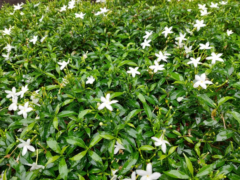 Iasomie stelată - Foto: Freepik (Imagine cu rol ilustrativ)&nbsp; - Foto: Freepik (Imagine cu rol ilustrativ)