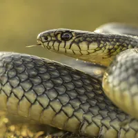 Ce a descoperit un cuplu în noua casă pe care au cumpărat-o? Nu erau singurii „locatari” - Foto: PressOne / imagine cu caracater ilustrativ