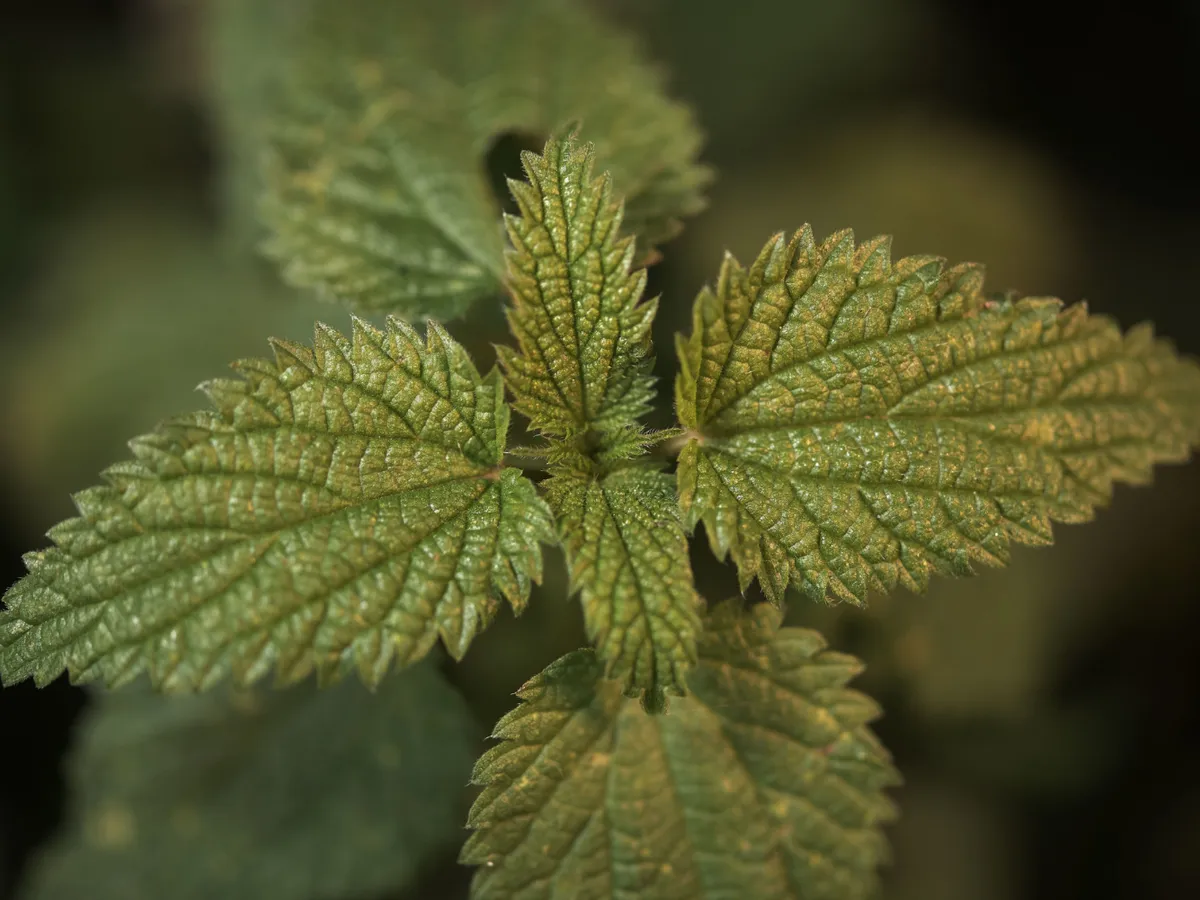 Urzică - Foto: Freepik (Imagine cu rol ilustrativ)