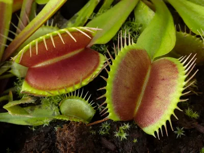 Plantă carnivoră - Foto: Profimedia (cu rol ilustrativ)