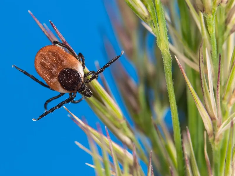 Vaccin împotriva bacteriei care cauzează boala Lyme, dezvoltat cu ajutorul tehnologiei ARNm - Foto: Profimedia Images