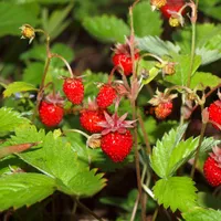 Care e fructul din România care costă 80 de lei kilogramul. De ce considerat un lux? Foto: Paradis Verde (fotografie cu caracter ilustrativ)