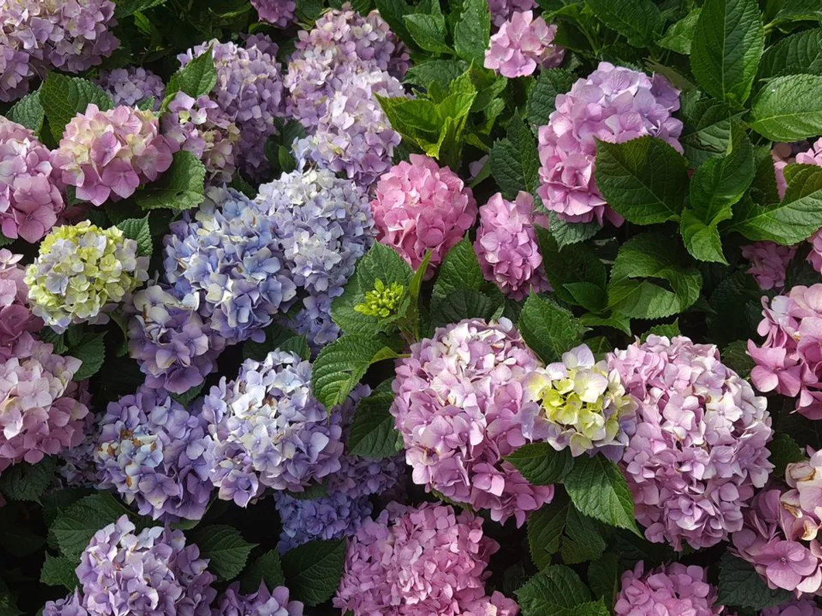 Hortensii - Foto: Pexels (Imagine cu rol ilustrativ)