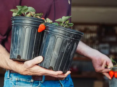 Prim-plan al unei persoane care ține plante de căpșuni în ghivece - Foto: Pexels (Imagine cu rol ilustrativ)