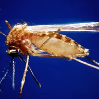 INSP: 13 cazuri de infecţie cu virusul West Nile înregistrate de la începutul lunii iunie - Foto: Profimedia