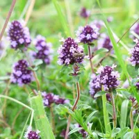 Fonduri 2021 Ajutoare de 1,2 milioane Euro pentru producătorii români de plante aromatice/FOTO: pixabay