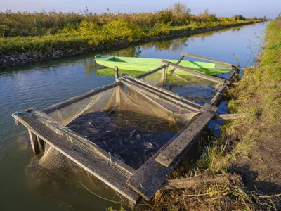 Prima cultură de peşte din Heleşteul Hortobagy - Foto: Profimedia Images (Imagine cu caracter ilustrativ)