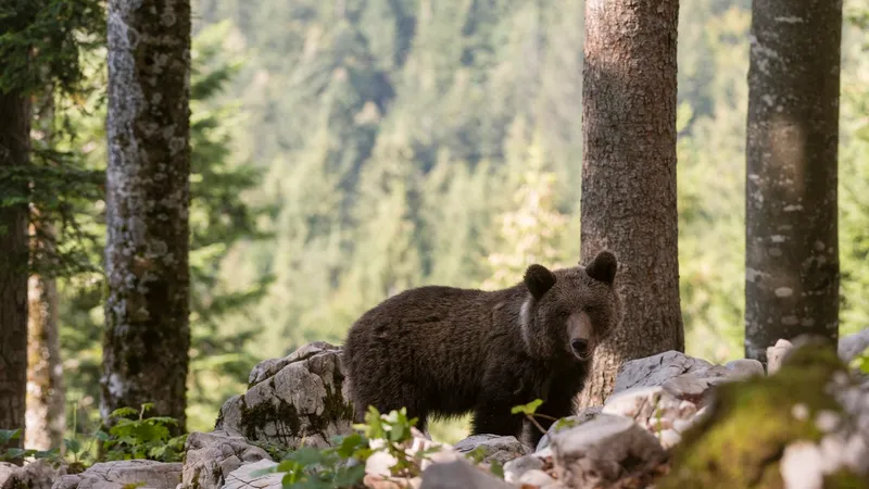Tragedie în pădure. Un urs urcat într-un copac a ucis bărbat după ce a fost împușcat. A căzut pe el - Foto: Profimedia images