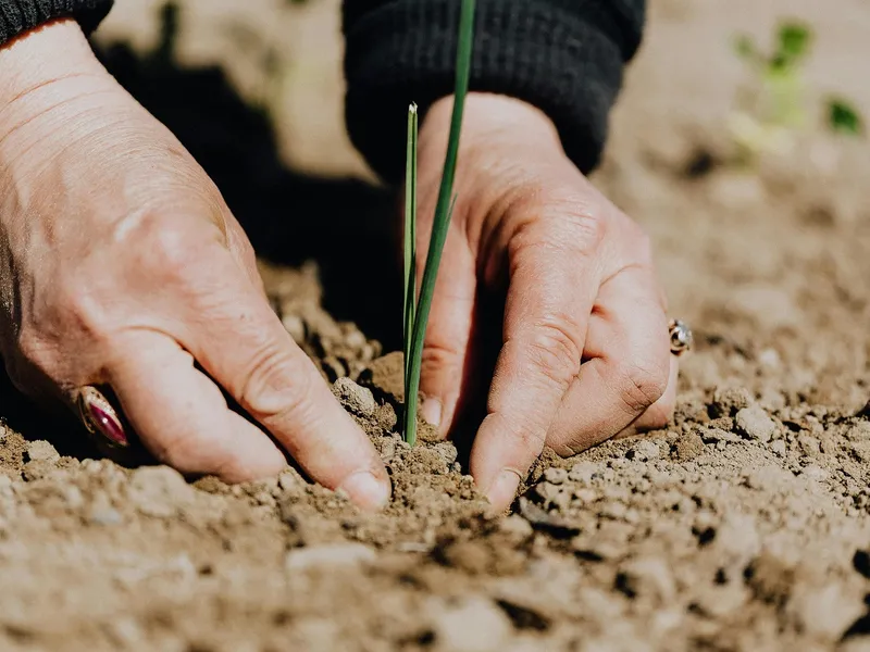 „Creditul Fermierului”, noua schemă de ajutor pentru agricultorii români
