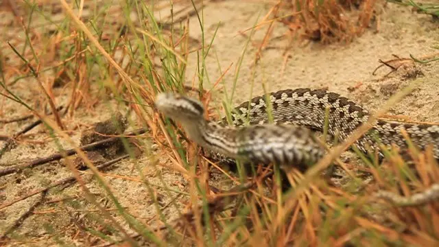 Vipera nikolskii/FOTO: ziaruldeiasi.ro