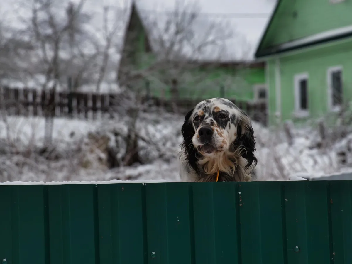 Câine în curte iarna - Foto: Freepik (rol ilustrativ)