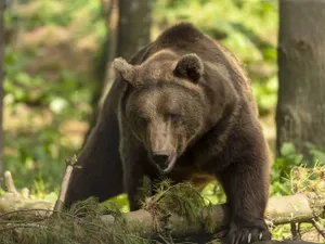 Ce sa faci daca te întâlnești cu ursul în pădure. Mișcarea care te transforma instantaneu în pradă - Foto: Profimedia images