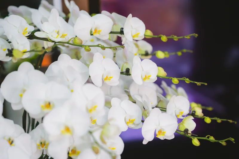 Orhidee Foto: Pexels (imagine cu rol ilustrativ)