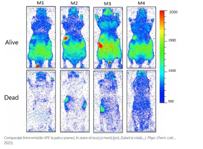 Soareci - Foto: Sciencealert.com