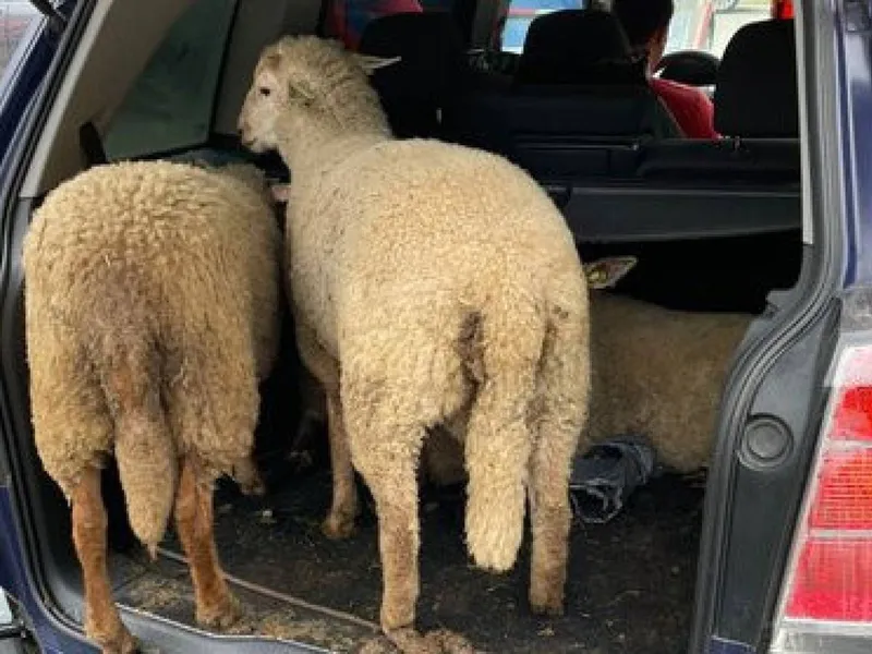 Trei români, prinși în Olanda cu trei oi furate în portbagajul mașinii. / Foto: nos.nl