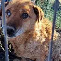 Imagini inumane! Peste 140 de câini, ținuți în condiții greu de imaginat într-un adăpost - Foto: captură video