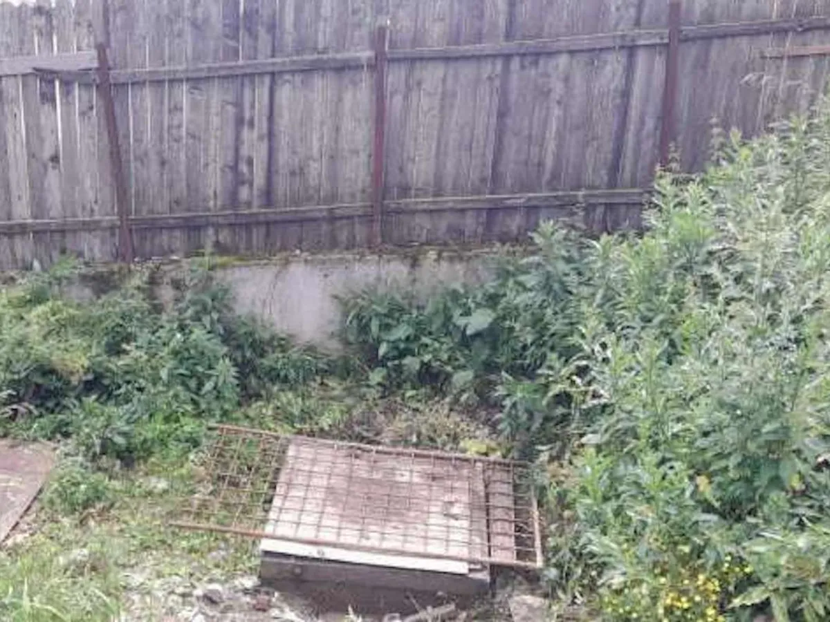 O ursoaică și puiul ei au fost salvați după ce au căzut în fosa septică a unui restaurant din Sinaia - Foto: ISU Prahova